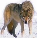 Vuk Canis lupus